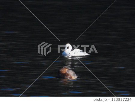 池で泳ぐミコアイサのオス 123837224
