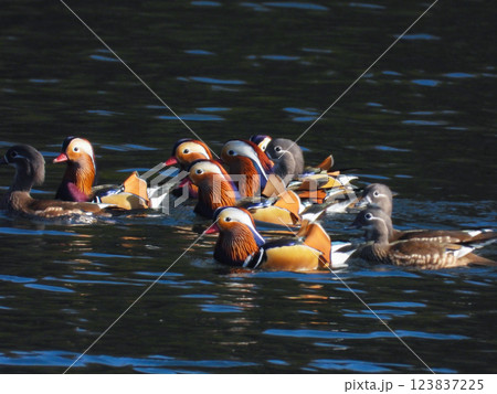 池で泳ぐオシドリの群れ 池で泳ぐオシドリの群れ 123837225