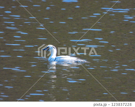 池で泳ぐミコアイサのオス 123837228