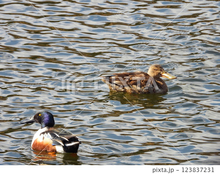 池で泳ぐハシビロガモのカップル 123837231
