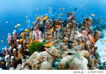 School of orange Lyretail Anthias or sea goldie swimming over pillar coral 123837344