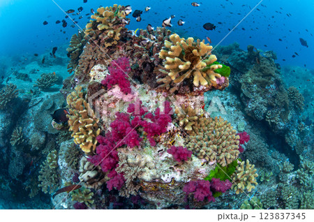 Group of cauliflower corals with vibrant purple soft coral on the reef 123837345