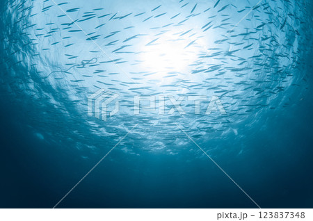 School of small barracuda in clear blue water of Andaman sea 123837348