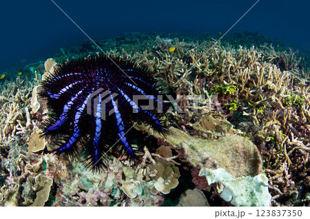 Crown of thorns starfish on fine branched coral reef Crown of thorns starfish on fine branched coral reef 123837350