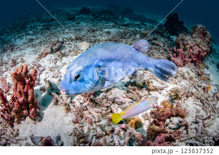 Giant blue puffer fish or starry pufferfish at Racha Island, Phuket, Thailand. 123837352