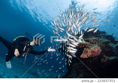 Male scuba diver diving with a school of snapper Male scuba diver diving with a school of snapper 123837353