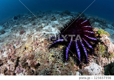 Crown of thorns starfish on hard coral reef 123837356