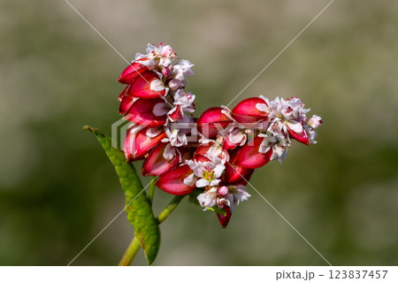 Buckwheat macro with red flowers. Fagopyrum esculentum Buckwheat macro with red flowers. Fagopyrum esculentum 123837457