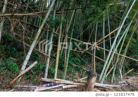 放置竹林 123837476