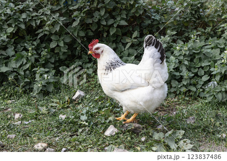 Healthy free range white chicken walking on grass 123837486