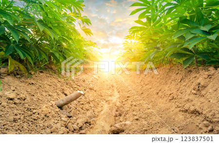 row of cassava tree in field. Growing cassava, young shoots growing. The cassava is the tropical food plant,it is a cash crop in Thailand. This is the landscape of cassava plantation in the Thailand. 123837501