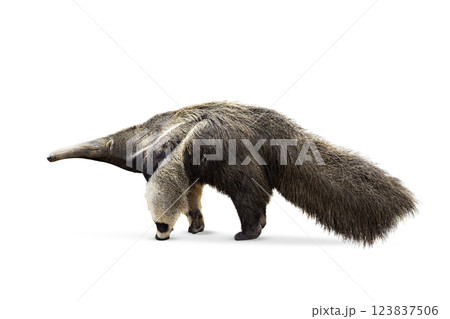 Giant anteater isolated on White Background. clipping path included. Anteater zoo animal walking facing side. Giant Anteater, Myrmecophaga tridactyla, animal with long tail ane long nose. Giant anteater isolated on White Background. clipping path included. Anteater zoo animal walking facing side. Giant Anteater, Myrmecophaga tridactyla, animal with long tail ane long nose. 123837506