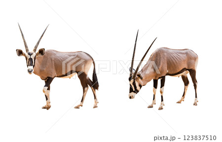 Collection, Wild Arabian Oryx leucoryx,Oryx gazella or gemsbok isolated on white background. large antelope in nature habitat, Wild animals in the savannah. Animal with big straight antler horn. Collection, Wild Arabian Oryx leucoryx,Oryx gazella or gemsbok isolated on white background. large antelope in nature habitat, Wild animals in the savannah. Animal with big straight antler horn. 123837510