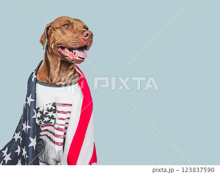 Lovable, pretty dog and American Flag. Closeup, indoors 123837590