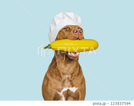 Lovable, pretty brown puppy holding squash. Closeup 123837594