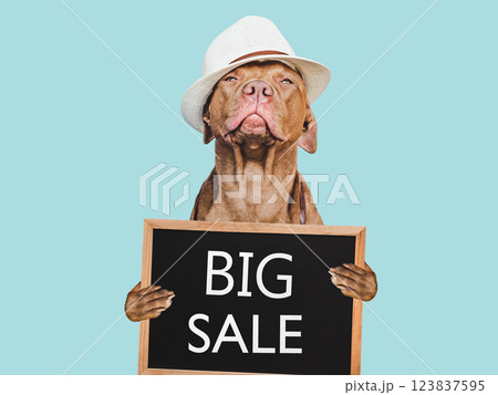 Cute puppy and sign with inscription about sale Cute puppy and sign with inscription about sale 123837595