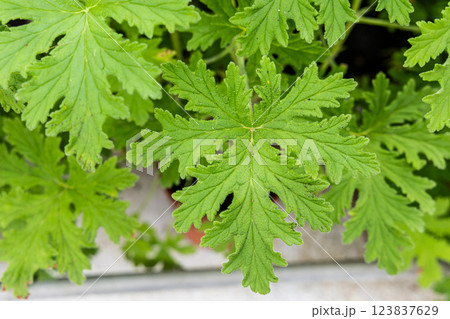 Closeup of citronella leaf, with scent and properties to repel insects and mosquito. Closeup of citronella leaf, with scent and properties to repel insects and mosquito. 123837629