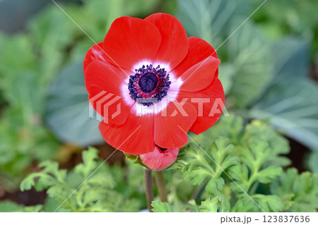 アネモネ アネモネ 123837636