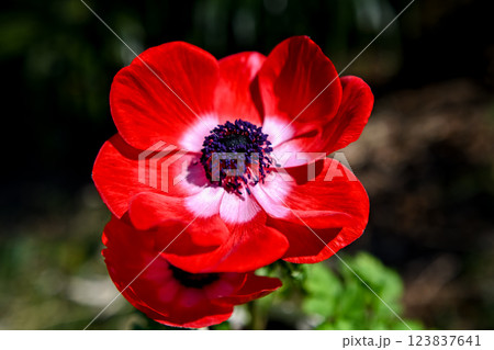 アネモネ アネモネ 123837641