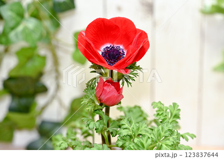 アネモネ アネモネ 123837644