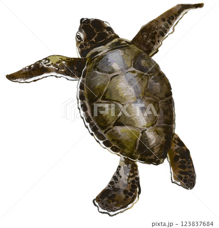 Watercolor illustration realistyc Sea turtle. Marine theme. Drawn Tortois illustration 123837684