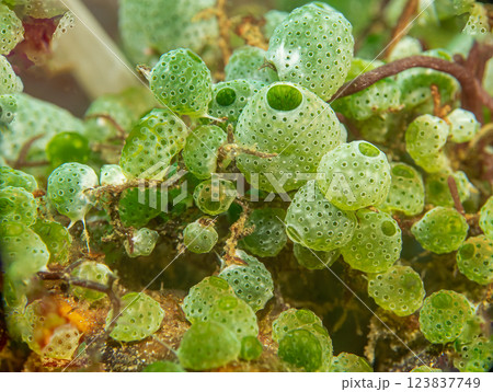 Green sea squirts ascidian at a tropical coral reef in the Philippines 123837749