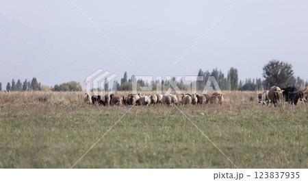 nomadic lifestyle in issyk-kul region in Kyrgyzstan. nomadic lifestyle in issyk-kul region in Kyrgyzstan. 123837935