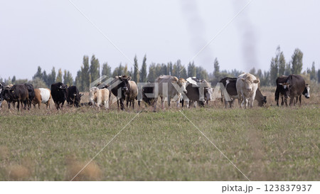 nomadic lifestyle in issyk-kul region in Kyrgyzstan. 123837937