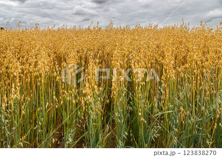 Golden ears of oat on the field. 123838270