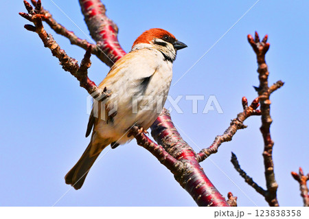 スズメ(雀/sparrow) スズメ(雀/sparrow) 123838358