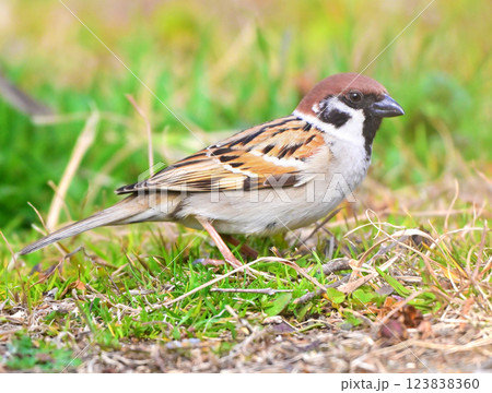 スズメ（雀/sparrow) 123838360