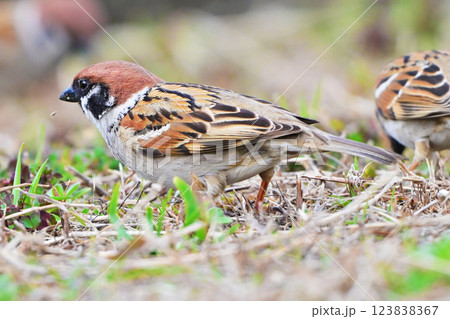 スズメ(雀/sparrow) スズメ(雀/sparrow) 123838367