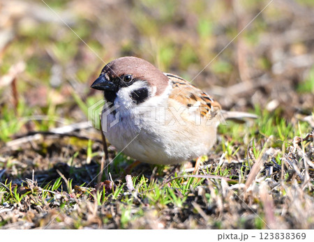 スズメ(雀/sparrow) スズメ(雀/sparrow) 123838369