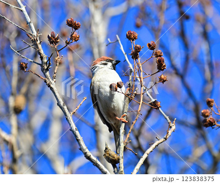 スズメ(雀/sparrow) スズメ(雀/sparrow) 123838375