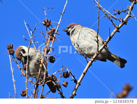 スズメ(雀/sparrow) スズメ(雀/sparrow) 123838378
