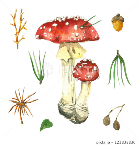 Set of watercolor illustrations, red fly agaric, pine needles, acorn, tree leaves. All hand-drawn with watercolor. Watercolor illustration. For printing on kitchen textiles, for design. Set of watercolor illustrations, red fly agaric, pine needles, acorn, tree leaves. All hand-drawn with watercolor. Watercolor illustration. For printing on kitchen textiles, for design. 123838830