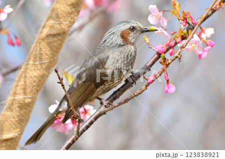 ヒヨドリ（Bulbul） 123838921