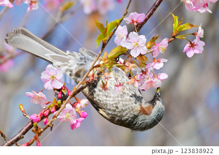 ヒヨドリ（Bulbul） 123838922