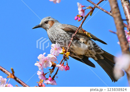 ヒヨドリ(Bulbul) ヒヨドリ(Bulbul) 123838924