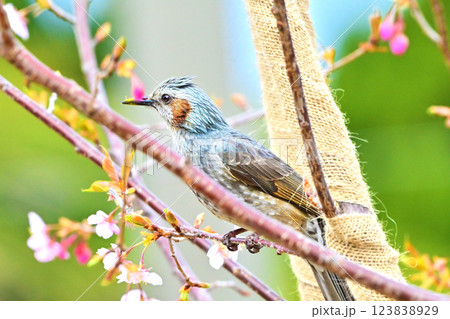 ヒヨドリ（Bulbul） 123838929