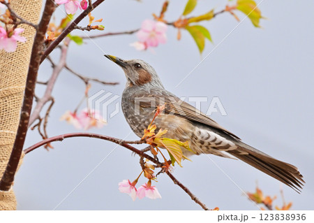 ヒヨドリ(Bulbul) ヒヨドリ(Bulbul) 123838936