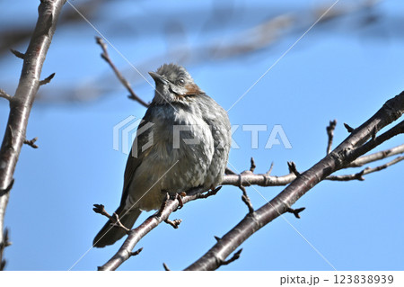ヒヨドリ(Bulbul) ヒヨドリ(Bulbul) 123838939