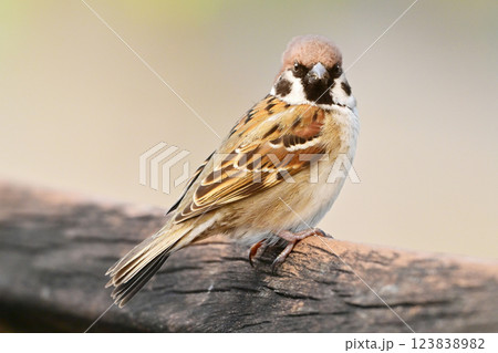 スズメ（雀/sparrow) 123838982