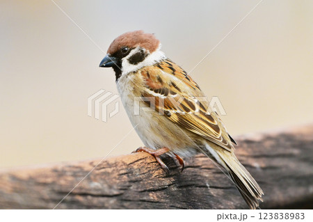 スズメ(雀/sparrow) スズメ(雀/sparrow) 123838983