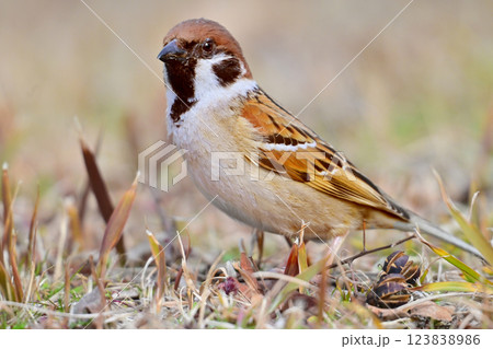 スズメ(雀/sparrow) スズメ(雀/sparrow) 123838986