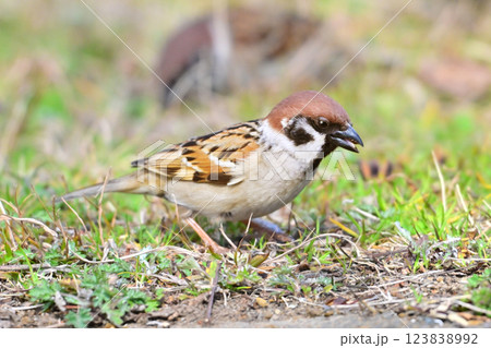スズメ（雀/sparrow) 123838992