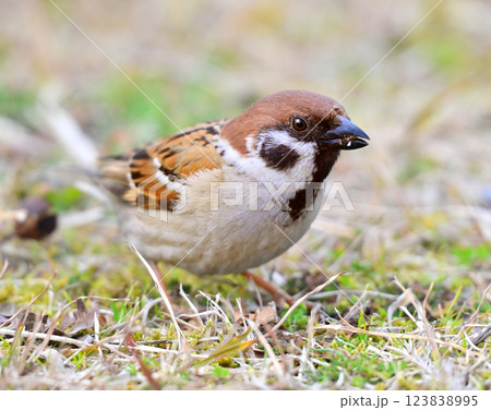 スズメ(雀/sparrow) スズメ(雀/sparrow) 123838995