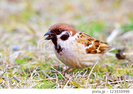 スズメ(雀/sparrow) スズメ(雀/sparrow) 123838996