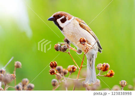 スズメ(雀/sparrow) スズメ(雀/sparrow) 123838998