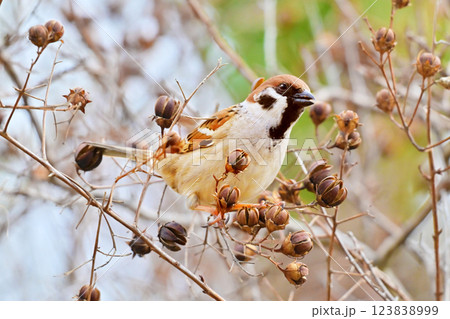 スズメ(雀/sparrow) スズメ(雀/sparrow) 123838999